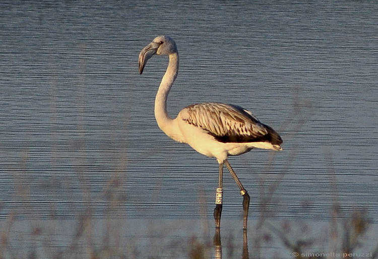 Fenicottero giovane - Phoenicopterus roseus